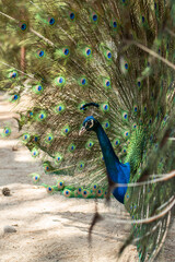 beautiful peacock portrait bird big proud feather blue green shiny shine elegant greece plaka...