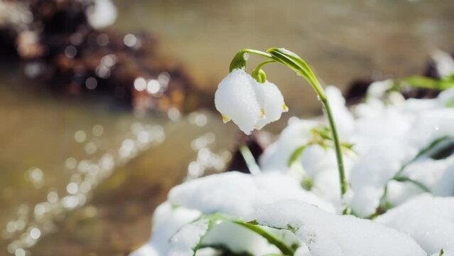 The first spring snowflake flowers also called loddon lily or leucojum vernum on the river bank. Spring blooming flowers near the water. Blossoming snowflakes in european forest