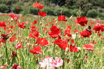 Obraz premium ポニー畑