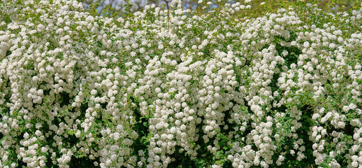 Fototapeta na wymiar Spirea bushes with white flowers on a spring day