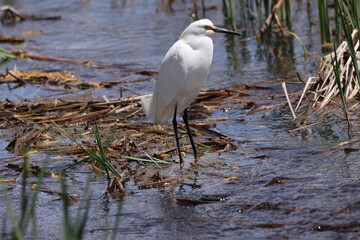 Snowy egret bird in wetlands