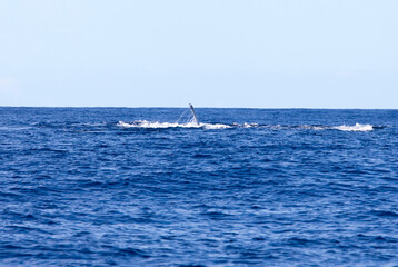A view of whale in La Reunion