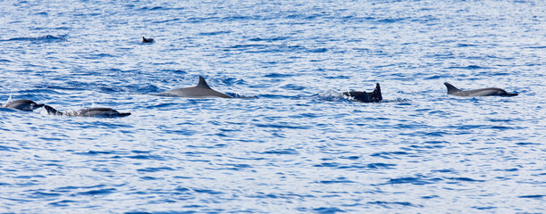 View of dolphins in La Reunion sea