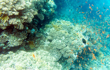 View of colorful corals and fishes