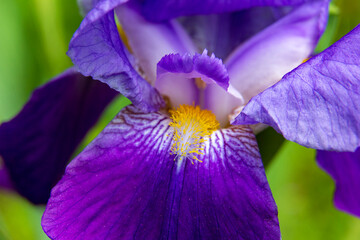 close-up of beautiful colorful Iris flowers blooming in the garden