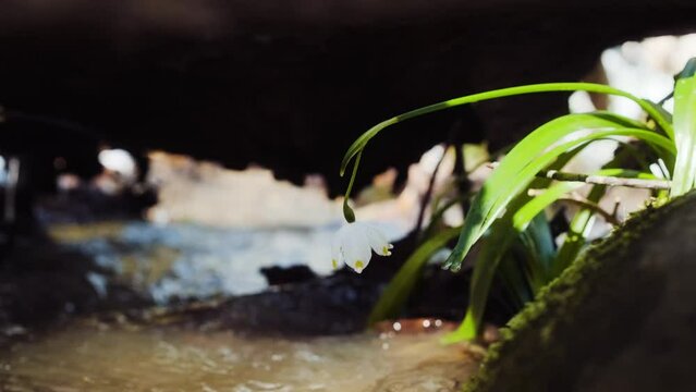 The first spring snowflake flowers also called loddon lily or leucojum vernum on the river bank. Spring blooming flowers near the water. Blossoming snowflakes in european forest