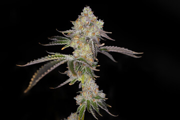 Beautiful shot of marijuana cannabis plant indoor	