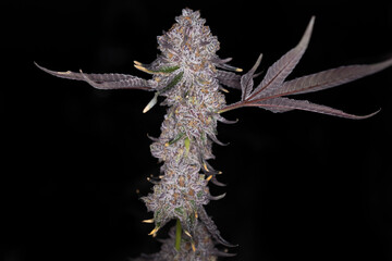 Beautiful shot of marijuana cannabis plant indoor	