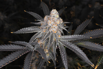 Fototapeta premium Beautiful shot of marijuana cannabis plant indoor 
