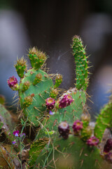 Cactus garden in Barcelona in summer