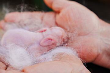 A newborn rabbit in the hands of a farmer. Breeding rabbits.