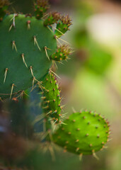 Cactus garden in Barcelona in summer