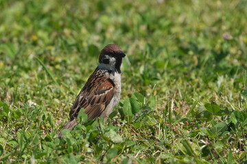 eurasian tree sparrow in a field