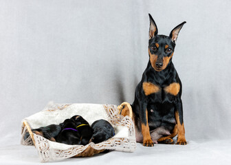 Young mother Black and tan miniature pinscher sits next to her puppies on a gray background and...