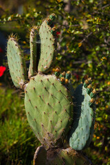 Cactus garden in Barcelona in summer