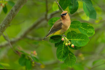 Cedar Waxwing