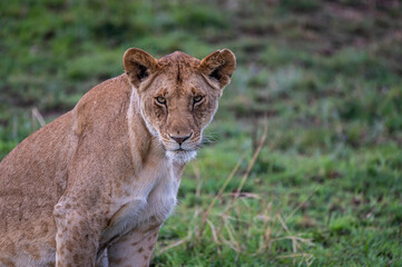 Portrait of a Lioness