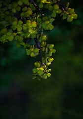 Green leaves on the tree