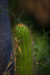 Cactus garden in Barcelona in summer