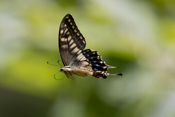 Fototapeta na wymiar 飛翔するアゲハチョウ
