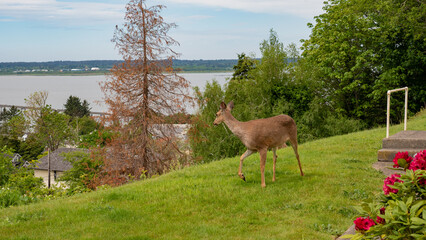 Fototapeta premium image of deer fallow outdoor. deer fallow in the street. deer fallow animal. deer fallow brown color