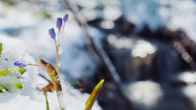 Squill or wood squill blue flowers sprout under the spring snow on the river. Scilla bifolia, the alpine squill or two-leaf squill near the water wtream. The first spring flowers in the snowy forest