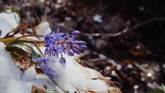 Squill or wood squill blue flowers sprout under the spring snow on the river. Scilla bifolia, the alpine squill or two-leaf squill near the water wtream. The first spring flowers in the snowy forest