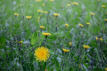 Dandelion in the grass. Yellow dandelion flower. Spring flower