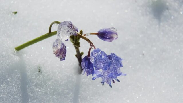 Squill or wood squill blue flowers sprout under the spring snow. Scilla bifolia, the alpine squill or two-leaf squill close up. The first spring flowers in the snowy forest