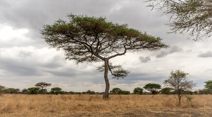 African Acacia Tree Landscape