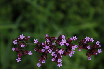 pink flower on a clear summer day 
