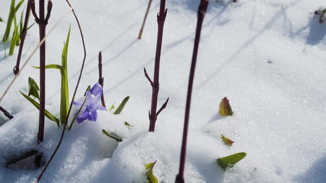 Squill or wood squill blue flowers sprout under the spring snow. Scilla bifolia, the alpine squill or two-leaf squill close up. The first spring flowers in the snowy forest