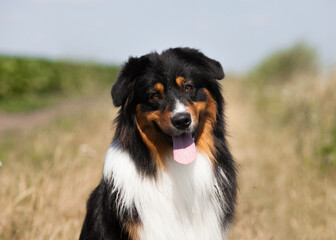 Australian Shepherd tricolor in the field
