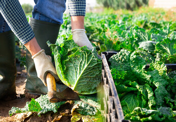 Closeup of head of ripe savoy cabbage harvested by hands of male farmer on farm field..