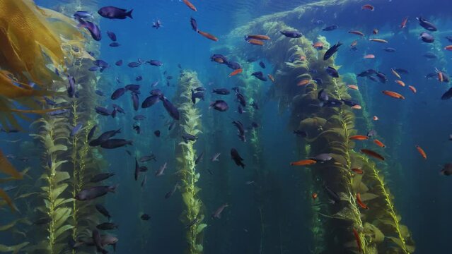 behind purple blue and orange fishes flock through california kelp jungle forest