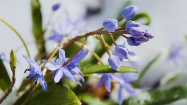 Squill or wood squill blue flowers sprout under the spring snow. Scilla bifolia, the alpine squill or two-leaf squill close up. The first spring flowers in the snowy forest