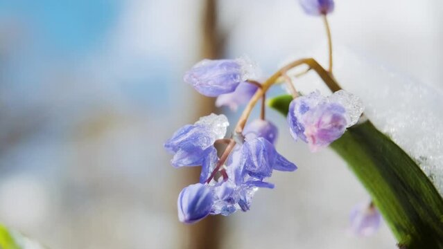 Squill or wood squill blue flowers sprout under the spring snow. Scilla bifolia, the alpine squill or two-leaf squill close up. The first spring flowers in the snowy forest