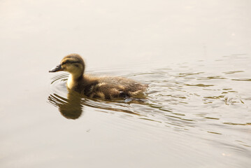Stylish image of duckling sailing in a pond, creamy colour