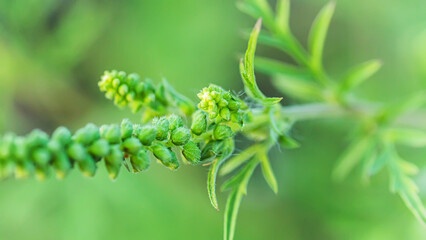 Fototapeta na wymiar Ragweed bushes. Ambrosia artemisiifolia dangerous allergy-causing plant to meadow among summer herbs. Weed bursages and burrobrushes whose pollen is deadly for allergy sufferers
