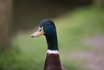 Front view of mallard head and neck, blurred background