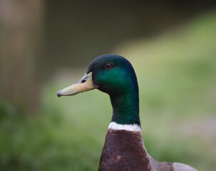 Close up portrait of male mallard duck on a spring day