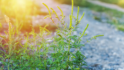 Ragweed bushes. Ambrosia artemisiifolia dangerous allergy-causing plant to meadow among summer...