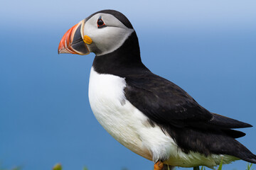 Atlantic Puffin