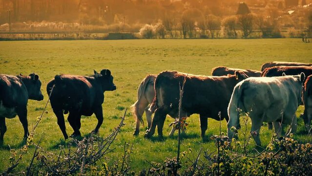 Cows Run Past At Sunset