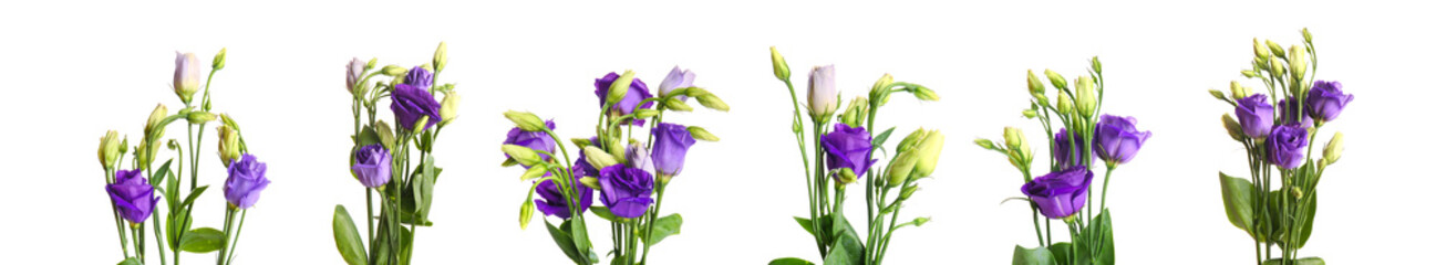 Set of fresh eustoma flowers on white background