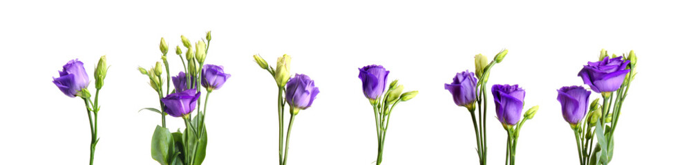 Set of beautiful eustoma flowers on white background