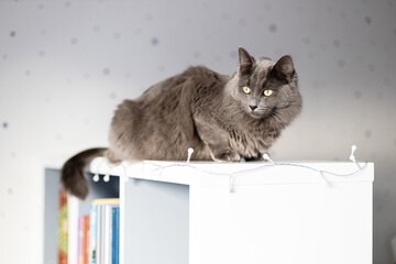 A beautiful gray cat lies on a bookcase in a children's room. Life of pets in the apartment. Cat life at home