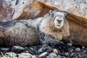 Marmot crouched at the foot of a rock. looking forward. Close-up, Mammal, rodent, mountain animal. Staring eyes, teeth out, ears up, with thick white, gray, yellow, orange, brown and black fur in Banf