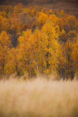 Fototapeta premium autumn colors grass and woodland landscape in arctic northern scandinavia
