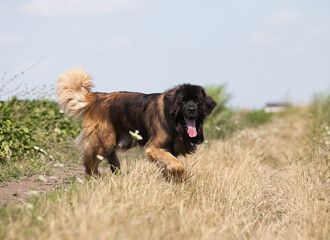 Fototapeta premium Beautiful big dog breed leonberger